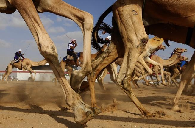 متبارون في مهرجان الشيخ سلطان بن زايد ال نهيان لسباق الإبل التراثي في امارة العين. 