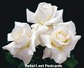 اضغط على الصورة لنسخة أكبر

الإسم:	flower10.jpg
القراءات:	35
الحجم:	35.2 KB
ID:	1629881