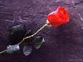 اضغط على الصورة لنسخة أكبر

الإسم:	11001_wallpaper280.jpg
القراءات:	39
الحجم:	10.1 KB
ID:	1629960