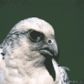 اضغط على الصورة لنسخة أكبر

الإسم:	ç????.gif
القراءات:	43
الحجم:	6.3 KB
ID:	1630021