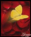 اضغط على الصورة لنسخة أكبر

الإسم:	butterfly.jpg
القراءات:	55
الحجم:	13.2 KB
ID:	1630096