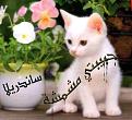 اضغط على الصورة لنسخة أكبر

الإسم:	?ô?ôê?.jpg
القراءات:	28
الحجم:	47.6 KB
ID:	1630145