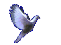 اضغط على الصورة لنسخة أكبر

الإسم:	sdove11.gif
القراءات:	68
الحجم:	37.7 KB
ID:	1630183
