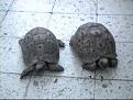 اضغط على الصورة لنسخة أكبر

الإسم:	tortoises.jpg
القراءات:	28
الحجم:	14.8 KB
ID:	1630928