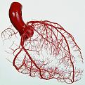 اضغط على الصورة لنسخة أكبر

الإسم:	Heart1.jpg
القراءات:	53
الحجم:	191.5 KB
ID:	1634280