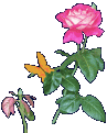 اضغط على الصورة لنسخة أكبر

الإسم:	flower04.gif
القراءات:	39
الحجم:	15.6 KB
ID:	1636894