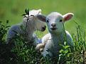 اضغط على الصورة لنسخة أكبر

الإسم:	lambs.jpg
القراءات:	25
الحجم:	95.7 KB
ID:	1638452