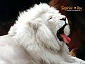 اضغط على الصورة لنسخة أكبر

الإسم:	5a80fb03ae.jpg
القراءات:	99
الحجم:	75.5 KB
ID:	1640683