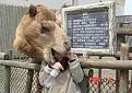 اضغط على الصورة لنسخة أكبر

الإسم:	Watch for Camel.jpg
القراءات:	39
الحجم:	36.8 KB
ID:	1641388