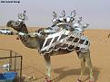 اضغط على الصورة لنسخة أكبر

الإسم:	camel1.jpg
القراءات:	41
الحجم:	70.5 KB
ID:	1641389
