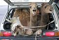 اضغط على الصورة لنسخة أكبر

الإسم:	funny-camels-hey-man-my-goat-needs-watery.jpg
القراءات:	33
الحجم:	52.6 KB
ID:	1641390