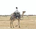 اضغط على الصورة لنسخة أكبر

الإسم:	cool-camel.jpg
القراءات:	24
الحجم:	58.1 KB
ID:	1641391