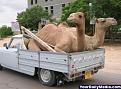 اضغط على الصورة لنسخة أكبر

الإسم:	camel_20tow.jpg
القراءات:	16
الحجم:	33.1 KB
ID:	1641392