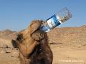 اضغط على الصورة لنسخة أكبر

الإسم:	funnycamel.jpg
القراءات:	15
الحجم:	75.2 KB
ID:	1641393