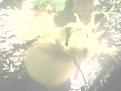 اضغط على الصورة لنسخة أكبر

الإسم:	IMG0402A.jpg
القراءات:	34
الحجم:	6.1 KB
ID:	1641429