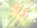 اضغط على الصورة لنسخة أكبر

الإسم:	IMG0403A.jpg
القراءات:	56
الحجم:	5.6 KB
ID:	1641430
