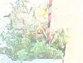 اضغط على الصورة لنسخة أكبر

الإسم:	IMG0404A.jpg
القراءات:	51
الحجم:	7.2 KB
ID:	1641432