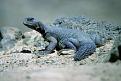 اضغط على الصورة لنسخة أكبر

الإسم:	amaza096.jpg
القراءات:	54
الحجم:	71.9 KB
ID:	1643801