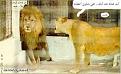 اضغط على الصورة لنسخة أكبر

الإسم:	8[1].jpg
القراءات:	50
الحجم:	35.5 KB
ID:	1643805