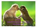 اضغط على الصورة لنسخة أكبر

الإسم:	doggie1.jpg
القراءات:	33
الحجم:	43.1 KB
ID:	1643863