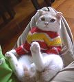 اضغط على الصورة لنسخة أكبر

الإسم:	cat_holding_stuart_bb12.jpg
القراءات:	57
الحجم:	29.6 KB
ID:	1643924
