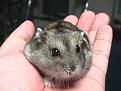 اضغط على الصورة لنسخة أكبر

الإسم:	hamster.jpg
القراءات:	39
الحجم:	8.9 KB
ID:	1643930