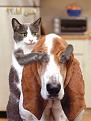 اضغط على الصورة لنسخة أكبر

الإسم:	DOG&amp;amp;CAT.JPG
القراءات:	31
الحجم:	32.6 KB
ID:	1644186
