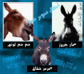 اضغط على الصورة لنسخة أكبر

الإسم:	super-donkey3.gif
القراءات:	49
الحجم:	71.8 KB
ID:	1644187