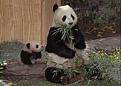 اضغط على الصورة لنسخة أكبر

الإسم:	Panda2181824.jpg
القراءات:	55
الحجم:	7.3 KB
ID:	1645205