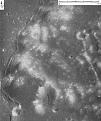 اضغط على الصورة لنسخة أكبر

الإسم:	Nasa1.jpg
القراءات:	42
الحجم:	27.0 KB
ID:	1646040