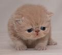 اضغط على الصورة لنسخة أكبر

الإسم:	pic29358.JPG
القراءات:	139
الحجم:	40.6 KB
ID:	1646292