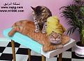 اضغط على الصورة لنسخة أكبر

الإسم:	0140.jpg
القراءات:	67
الحجم:	17.9 KB
ID:	1647259