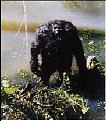 اضغط على الصورة لنسخة أكبر

الإسم:	alwahsh.jpg
القراءات:	293
الحجم:	18.8 KB
ID:	1647369