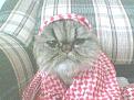 اضغط على الصورة لنسخة أكبر

الإسم:	???1.jpg
القراءات:	87
الحجم:	21.6 KB
ID:	1647892