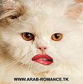 اضغط على الصورة لنسخة أكبر

الإسم:	???2.jpg
القراءات:	94
الحجم:	20.8 KB
ID:	1647893