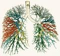 اضغط على الصورة لنسخة أكبر

الإسم:	Lung.jpg
القراءات:	73
الحجم:	179.9 KB
ID:	1648158
