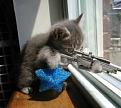 اضغط على الصورة لنسخة أكبر

الإسم:	snipergf.jpg
القراءات:	79
الحجم:	23.3 KB
ID:	1648256
