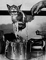 اضغط على الصورة لنسخة أكبر

الإسم:	catfood.jpg
القراءات:	57
الحجم:	32.5 KB
ID:	1648735