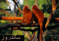 اضغط على الصورة لنسخة أكبر

الإسم:	monkey.gif
القراءات:	82
الحجم:	98.2 KB
ID:	1648800