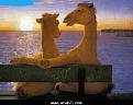 اضغط على الصورة لنسخة أكبر

الإسم:	?????.jpg
القراءات:	66
الحجم:	25.2 KB
ID:	1651273