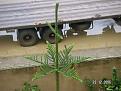 اضغط على الصورة لنسخة أكبر

الإسم:	PICT0019.jpg
القراءات:	137
الحجم:	114.2 KB
ID:	1655478
