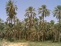 اضغط على الصورة لنسخة أكبر

الإسم:	??? ?????.jpg
القراءات:	92
الحجم:	132.5 KB
ID:	1655579