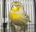 اضغط على الصورة لنسخة أكبر

الإسم:	GlosterCanaryCoronaWBC_Ap13C.jpg
القراءات:	49
الحجم:	20.2 KB
ID:	1658874