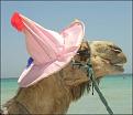 اضغط على الصورة لنسخة أكبر

الإسم:	camel_in_the_sun.jpg
القراءات:	16
الحجم:	24.1 KB
ID:	1659362