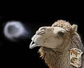 اضغط على الصورة لنسخة أكبر

الإسم:	camel-smoking.jpg
القراءات:	19
الحجم:	53.4 KB
ID:	1659364