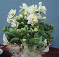 Narcissus Flowers