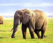 af-224.jpg