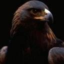 animal003.jpg