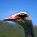 animal005.jpg
