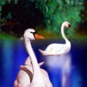 animal006.jpg